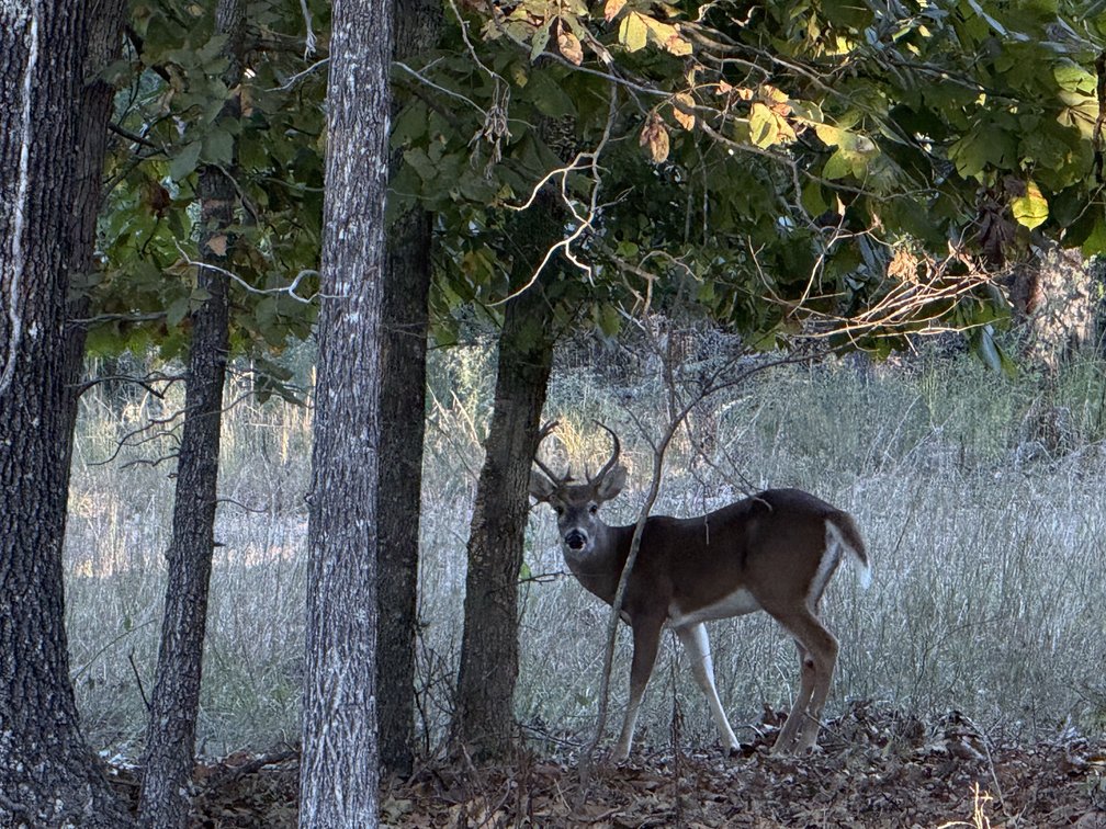 Image for Oregon County Land Auction