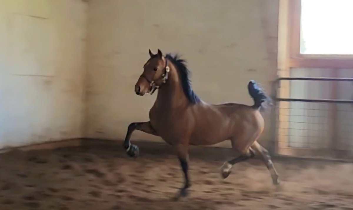 BURNSIDE MANOR PRINCE (28965)