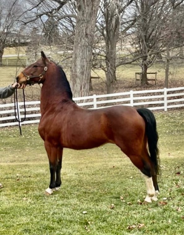 ANTICIPATION’S TOP GUN LF (30340)