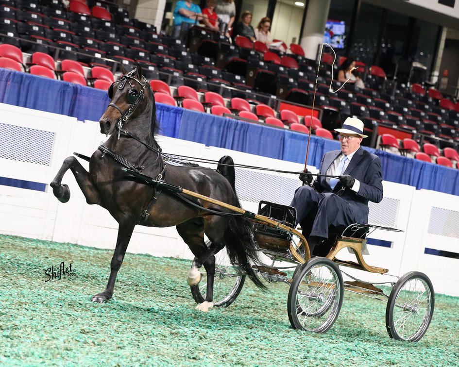 BRAND NEW MAN (30370) 2025 FEATURE STALLION