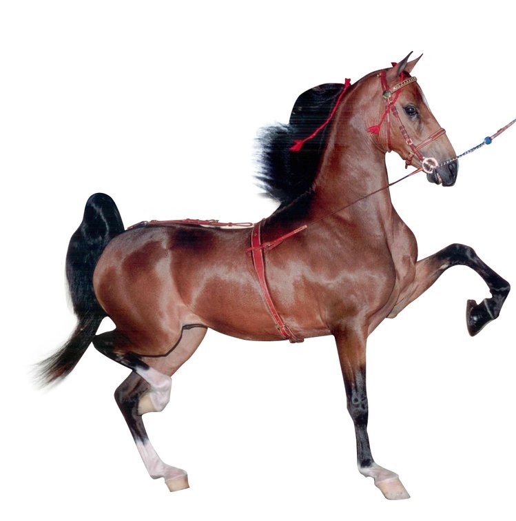 KILBRO’S IMAGE (22780)