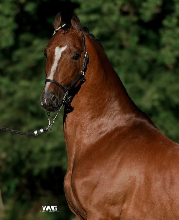 JUNIOR HOUSTON (26570)