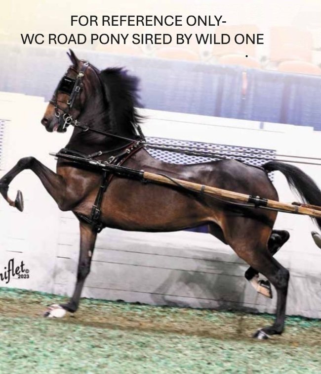 HEARTLAND WILD ONE (26694)