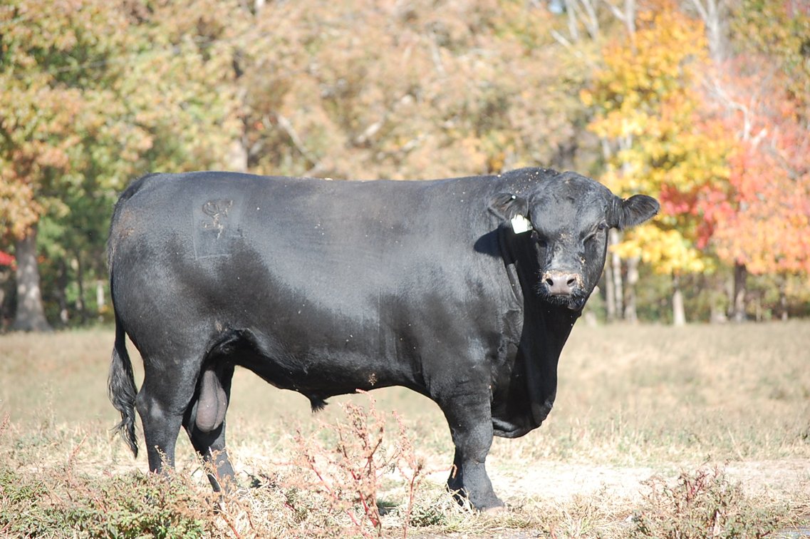 Image for Springfield Angus Bull Sale