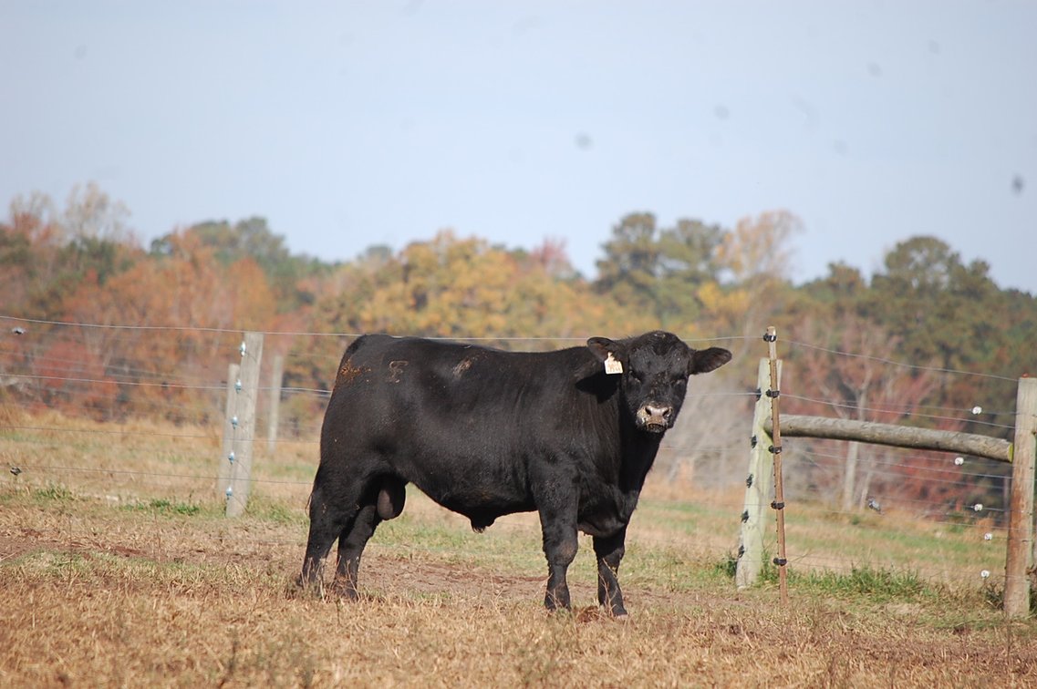 Image for Springfield Angus Bull Sale