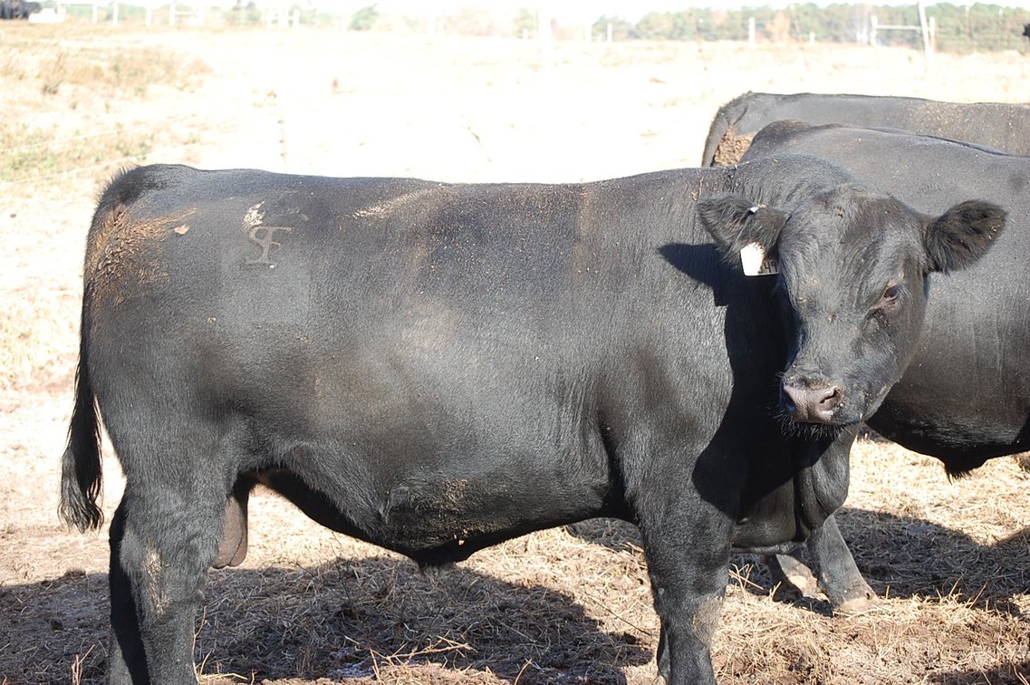 Image for Springfield Angus Bull Sale