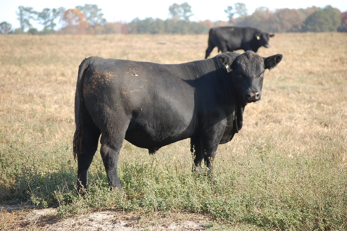 Image for Springfield Angus Bull Sale