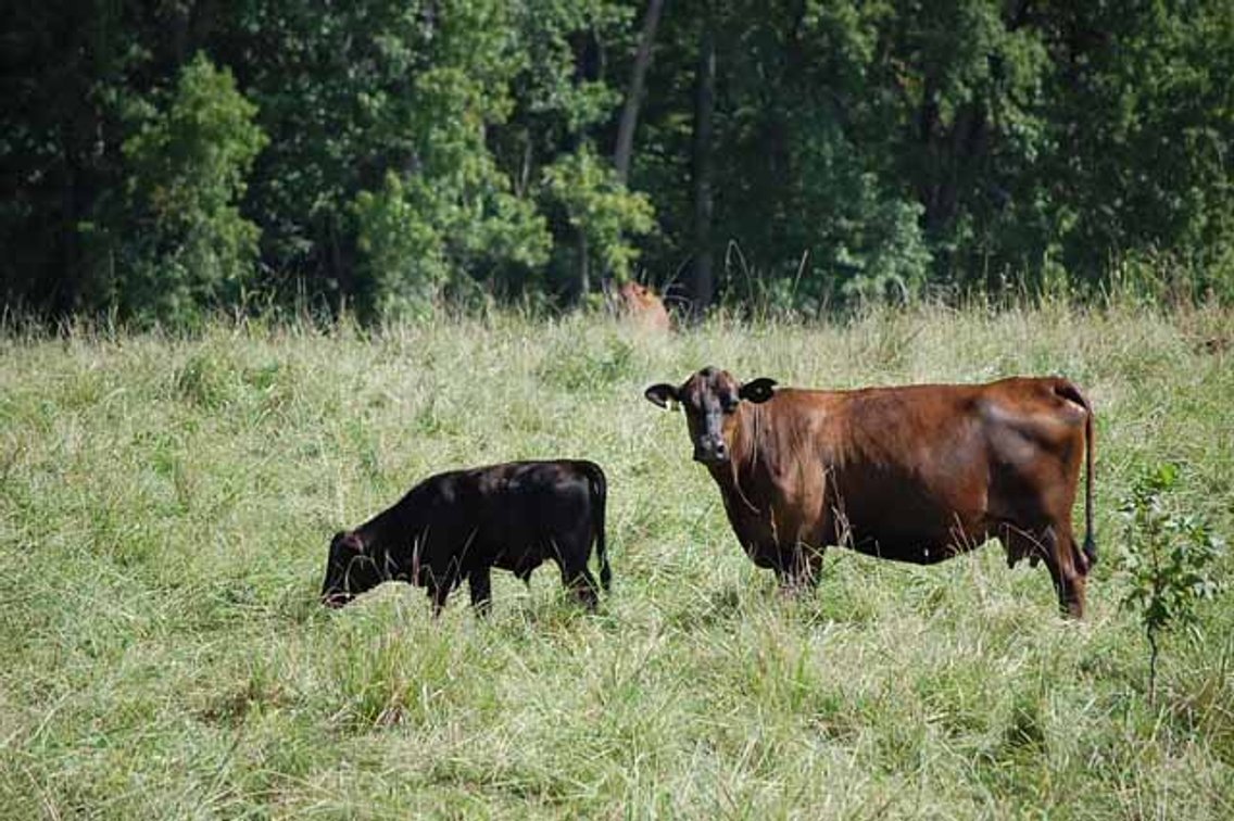 Image for CATTLE AUCTION
