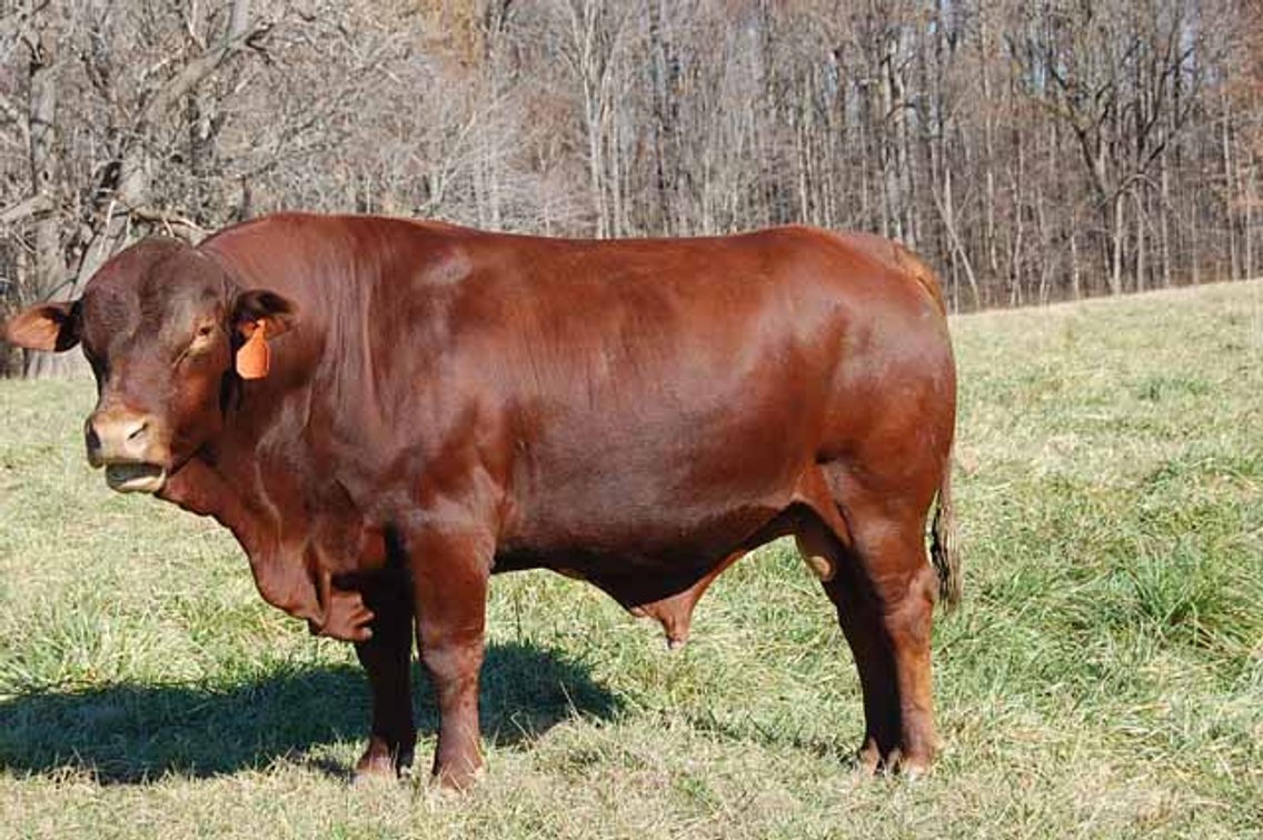 Image for CATTLE AUCTION