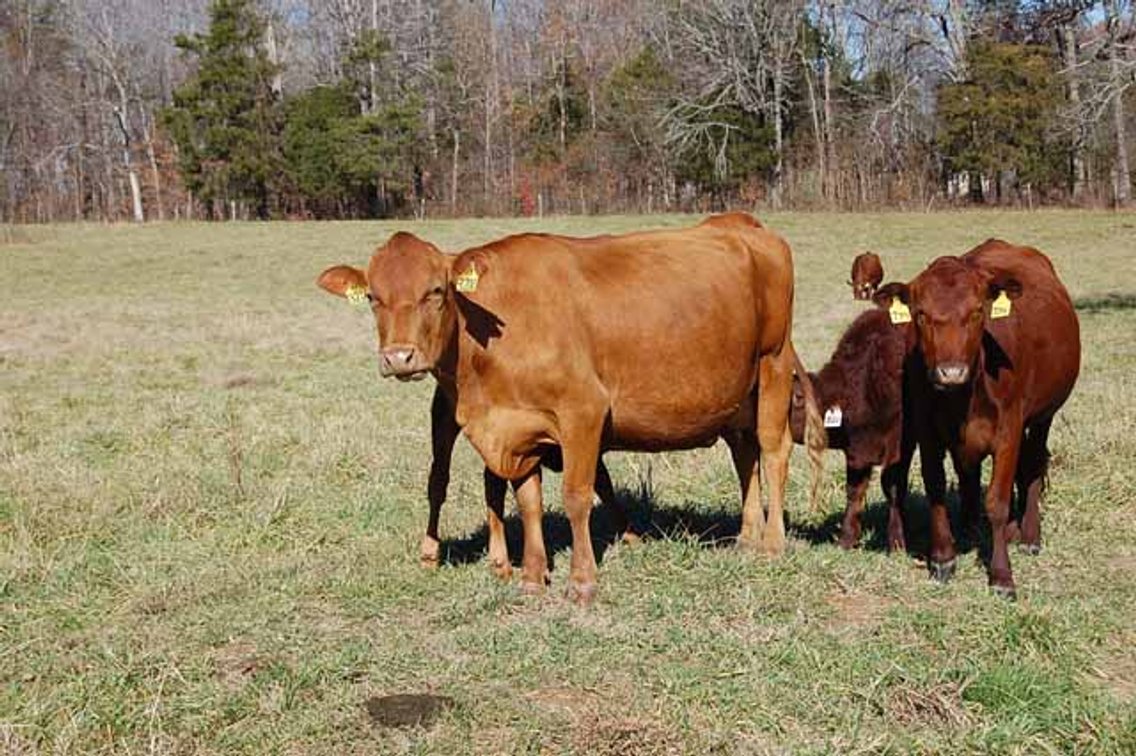 Image for CATTLE AUCTION
