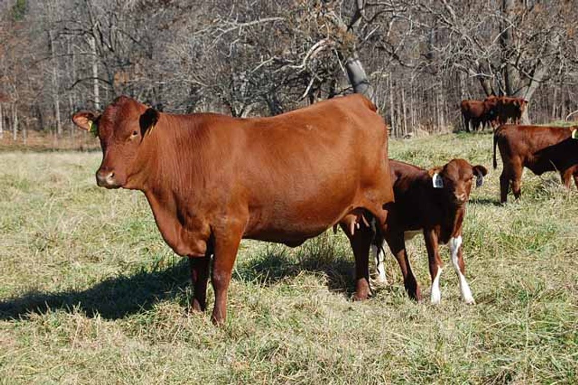 Image for CATTLE AUCTION