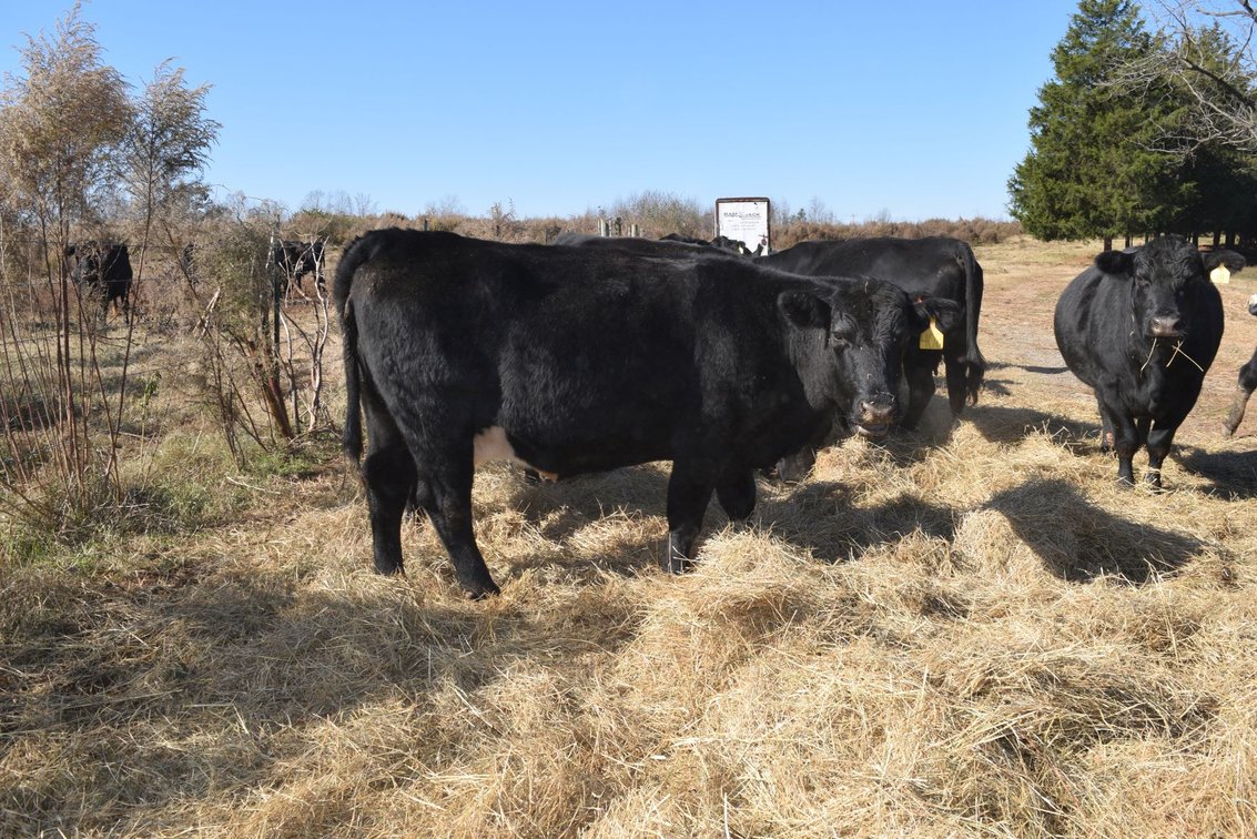 Image for CATTLE AUCTION