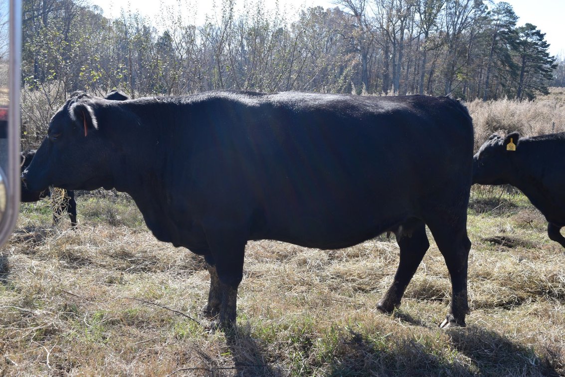 Image for CATTLE AUCTION