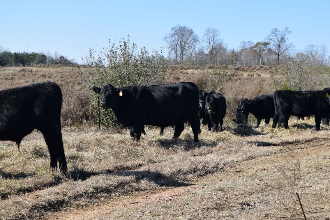 Image for CATTLE AUCTION