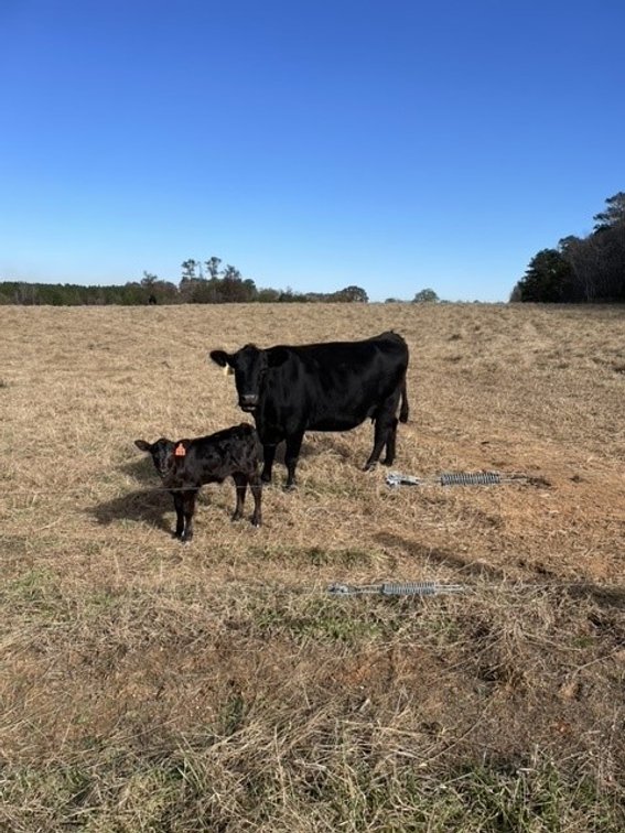Image for CATTLE AUCTION