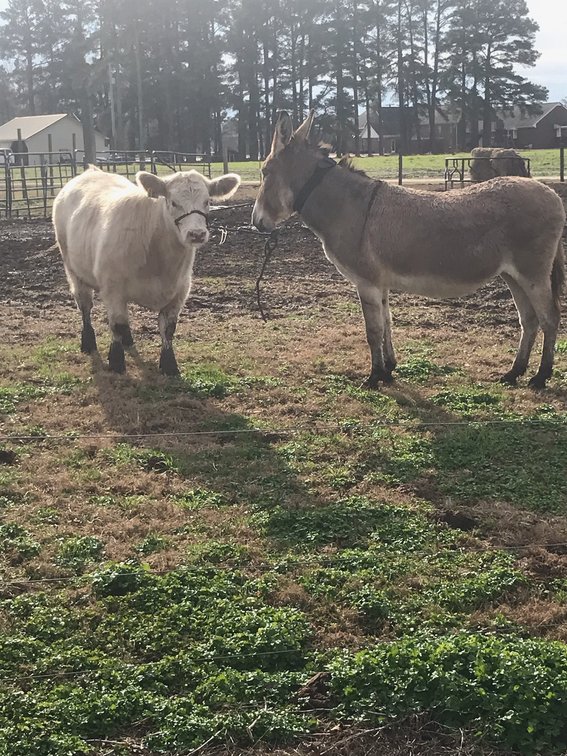 Image for CATTLE AUCTION