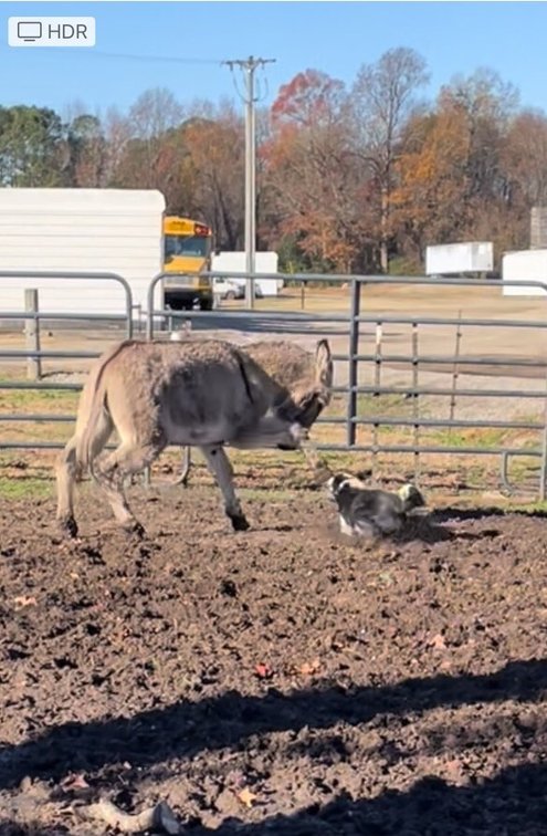 Image for CATTLE AUCTION