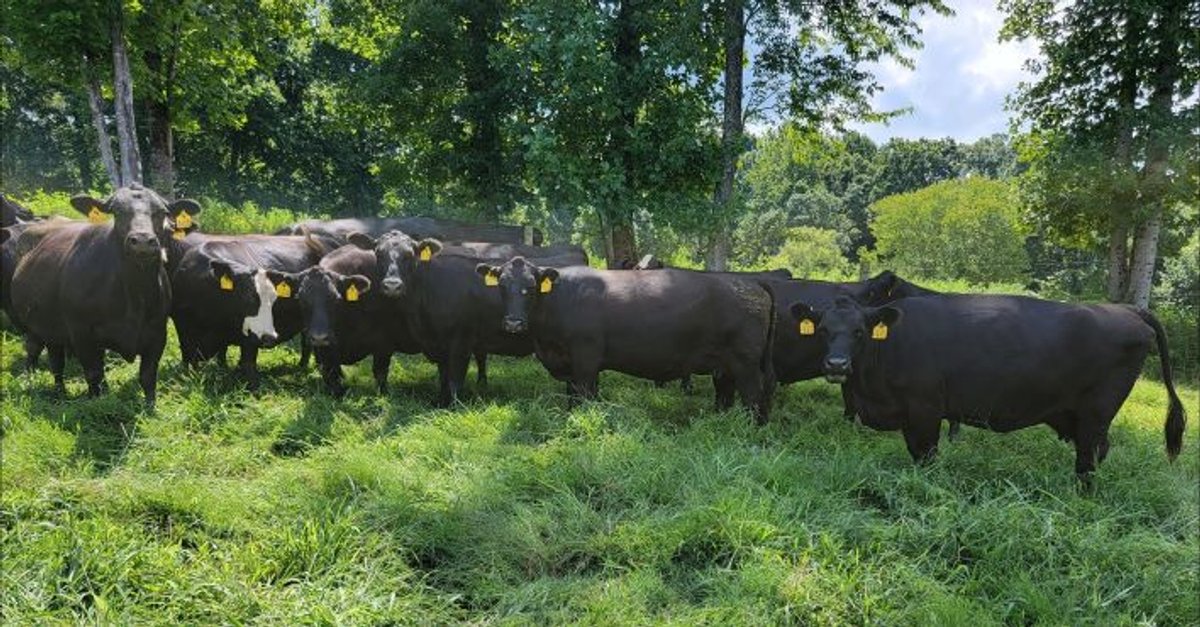 Image for CATTLE AUCTION