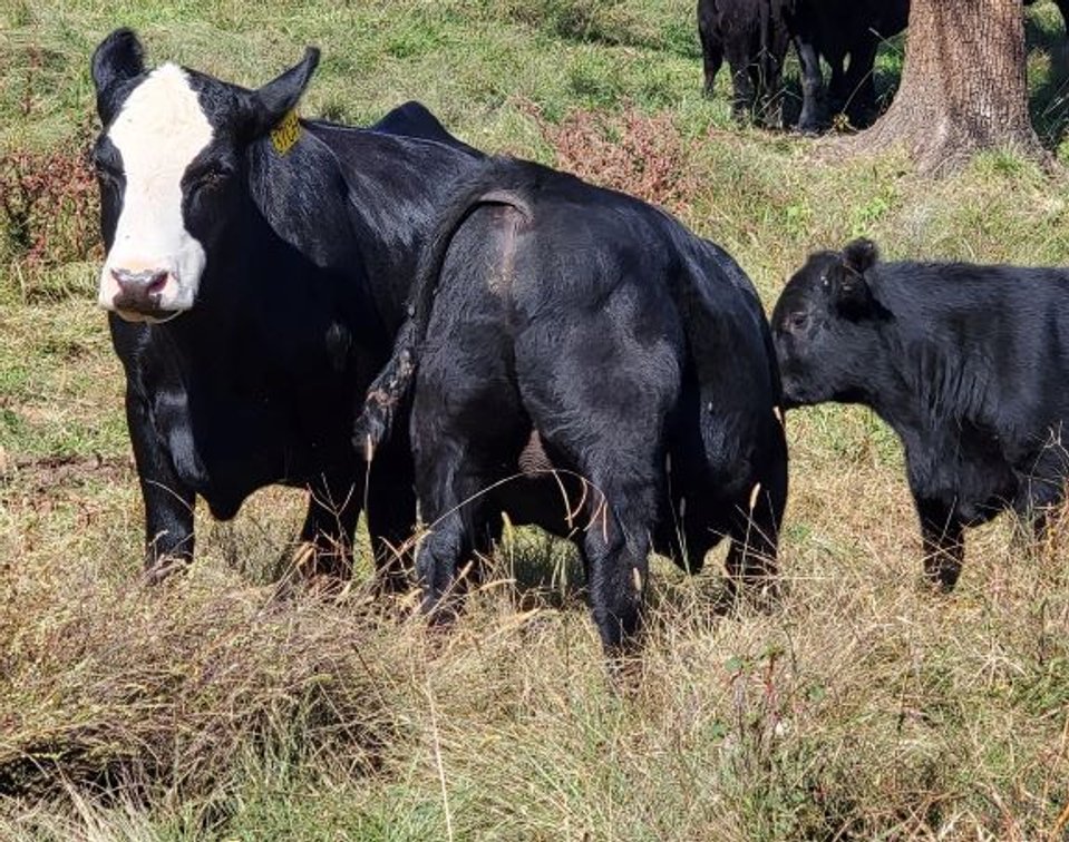 Image for CATTLE AUCTION
