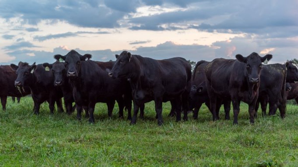 Image for CATTLE AUCTION