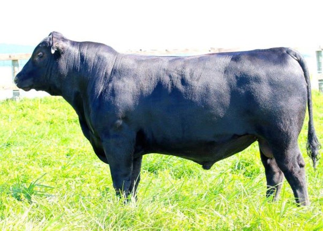 Image for CATTLE AUCTION