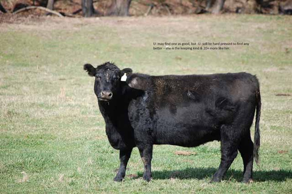 Image for Cattle Auction - Complete Herd Dispersal - Charles Lynch