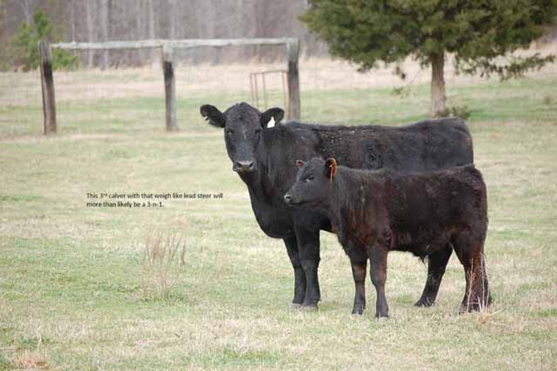 Image for Cattle Auction - Complete Herd Dispersal - Charles Lynch