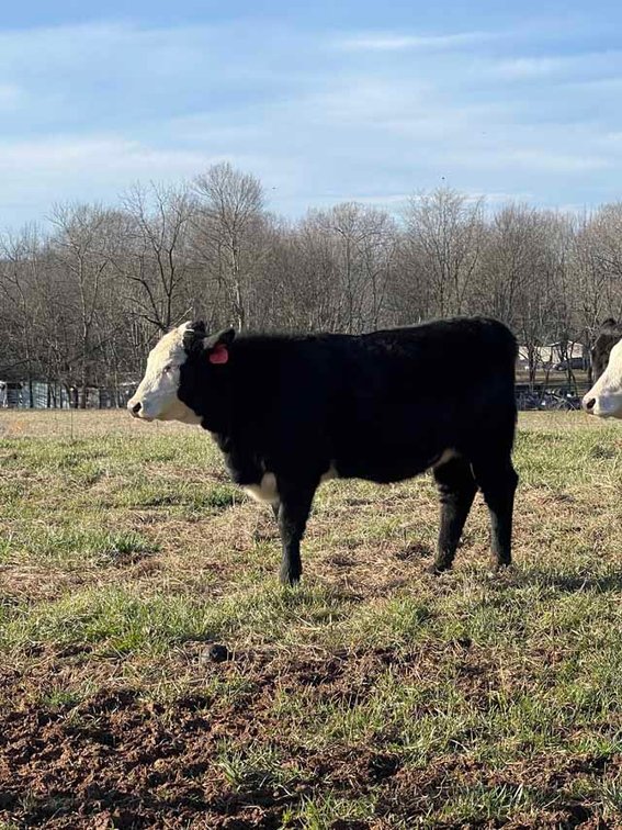 Image for Cattle Auction - Complete Herd Dispersal - Charles Lynch