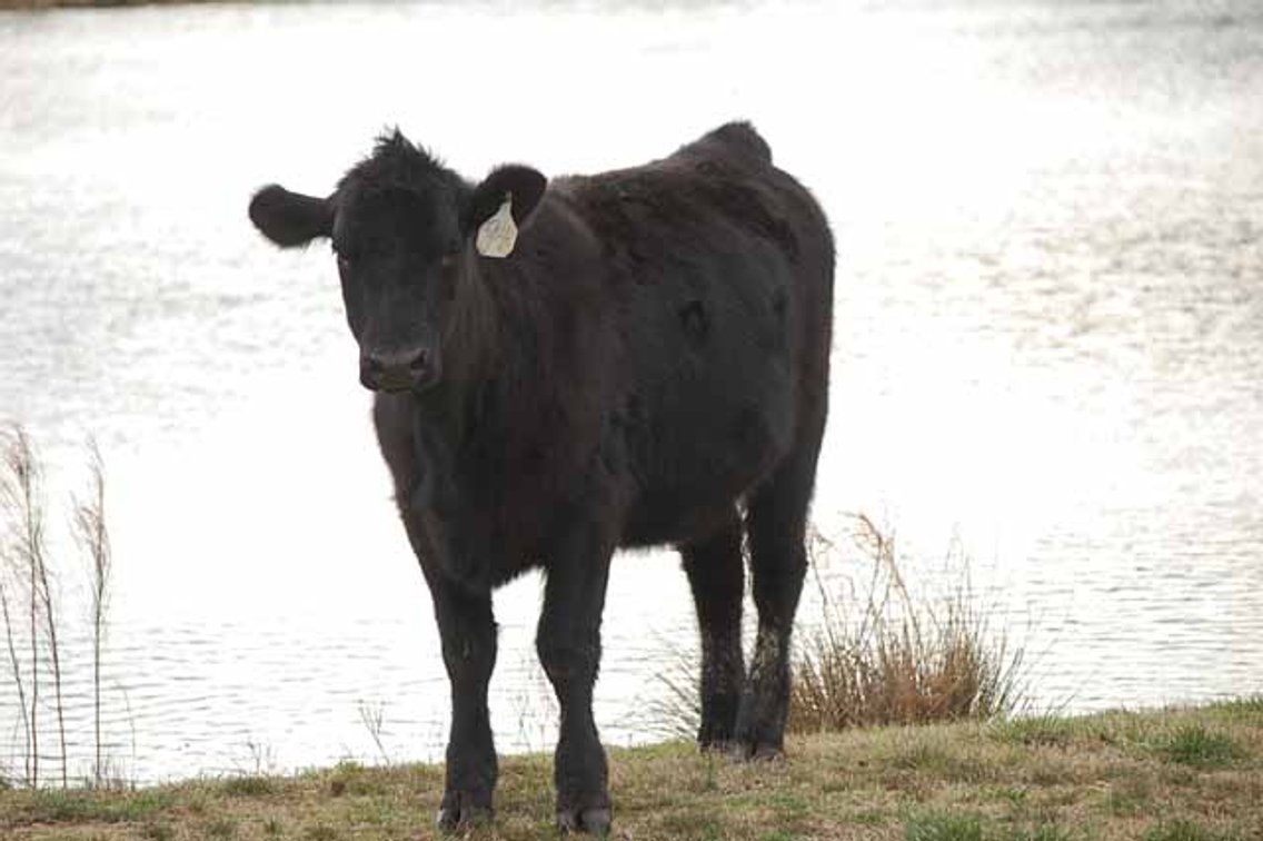 Image for Cattle Auction - Complete Herd Dispersal - Charles Lynch