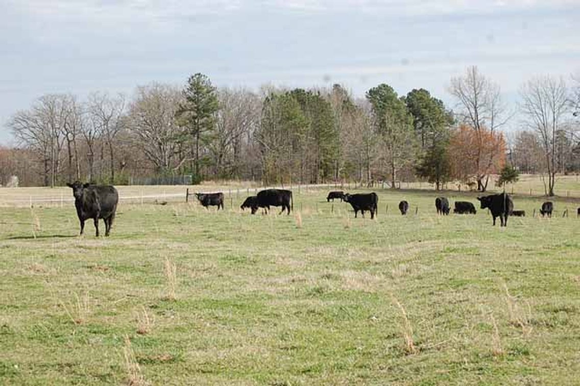 Image for Cattle Auction - Complete Herd Dispersal - Charles Lynch