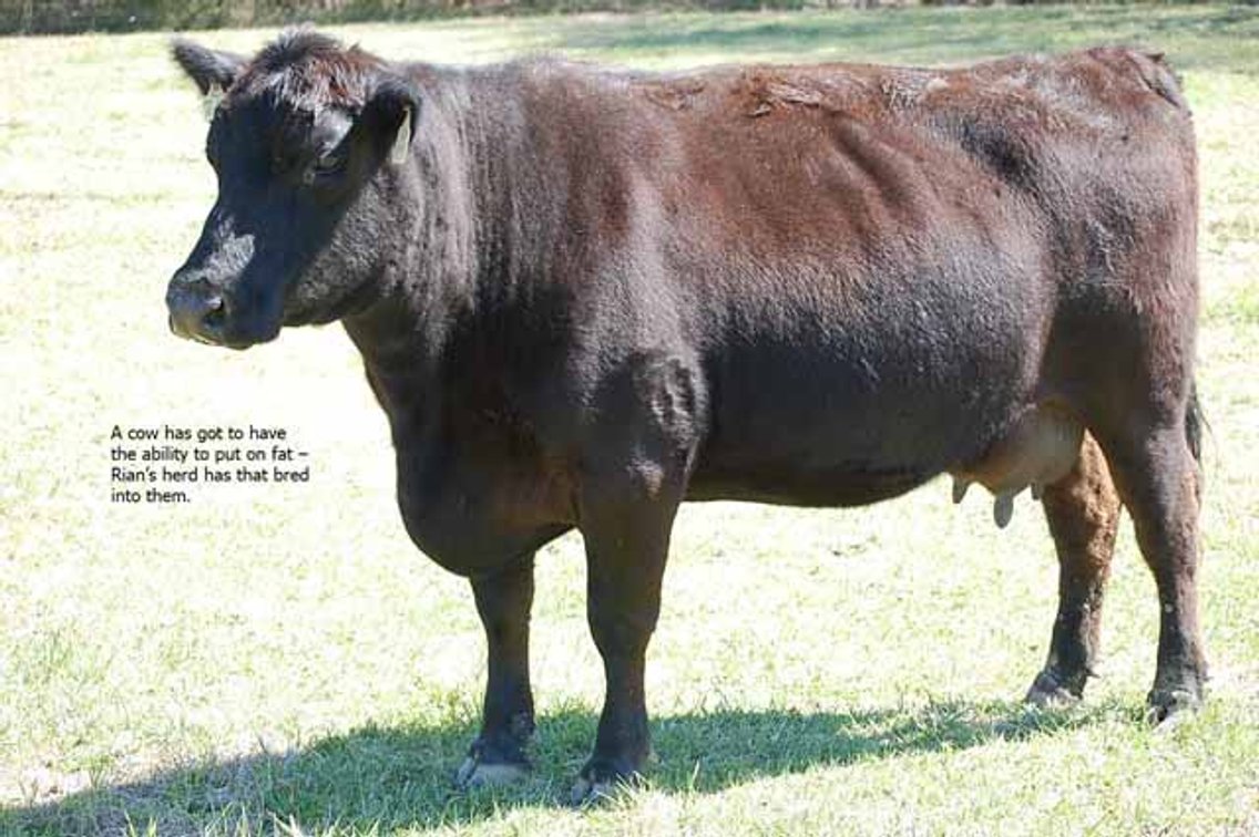 Image for CATTLE AUCTION - RIAN WILDER