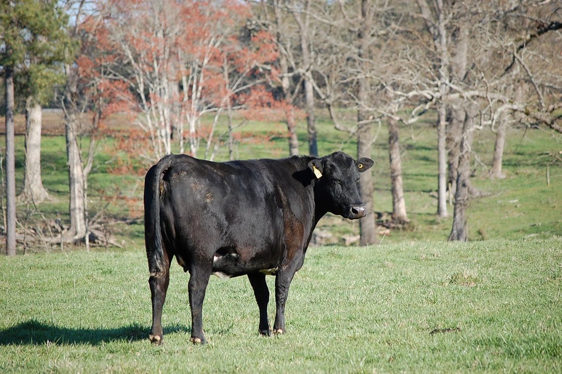 Image for CATTLE AUCTION - RIAN WILDER