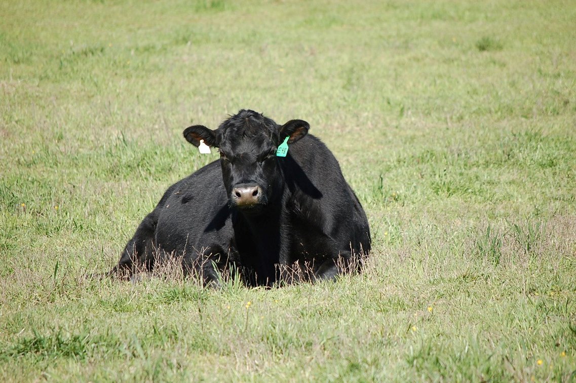 Image for CATTLE AUCTION - RIAN WILDER