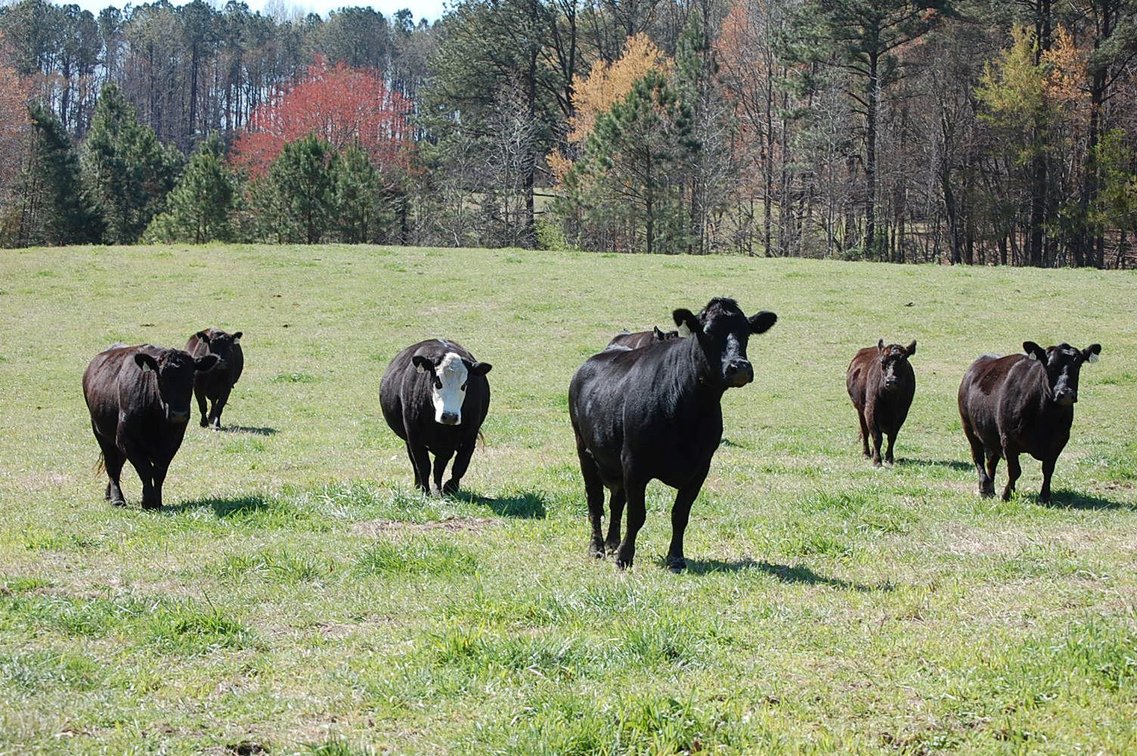 Image for CATTLE AUCTION - RIAN WILDER