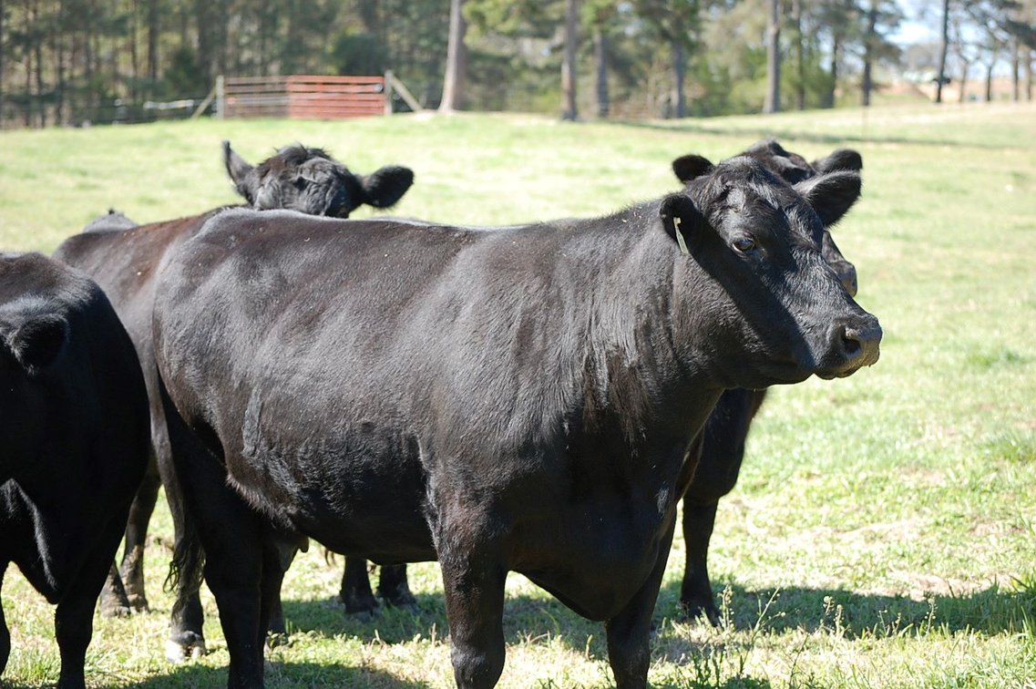 Image for CATTLE AUCTION - RIAN WILDER