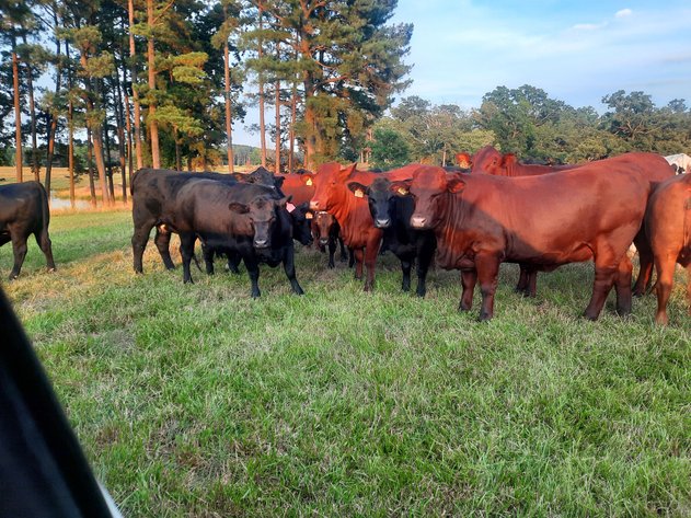 22nd Annual E. B. & Shane Harris Influence Commercial Female & Bull Sale