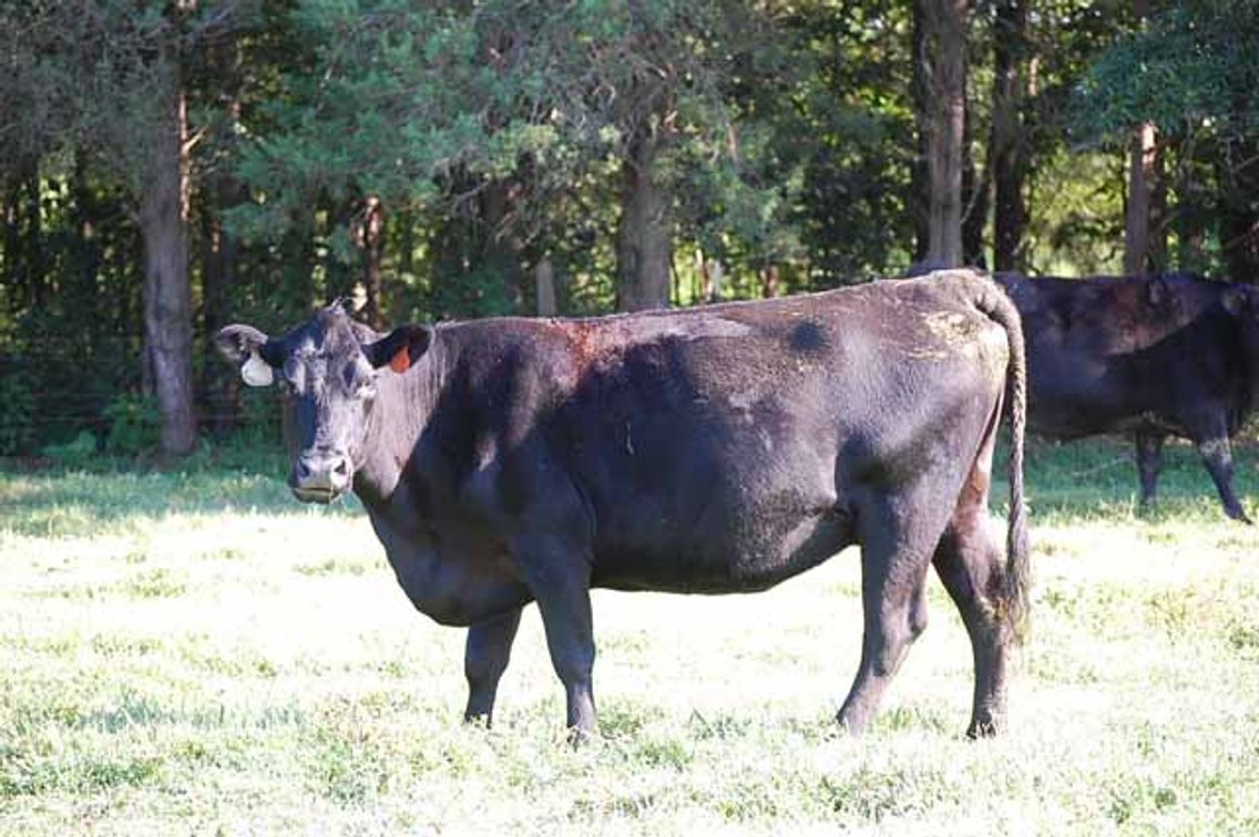Image for Complete Cattle Dispersal - Sam Daneil - Fox Run Farm