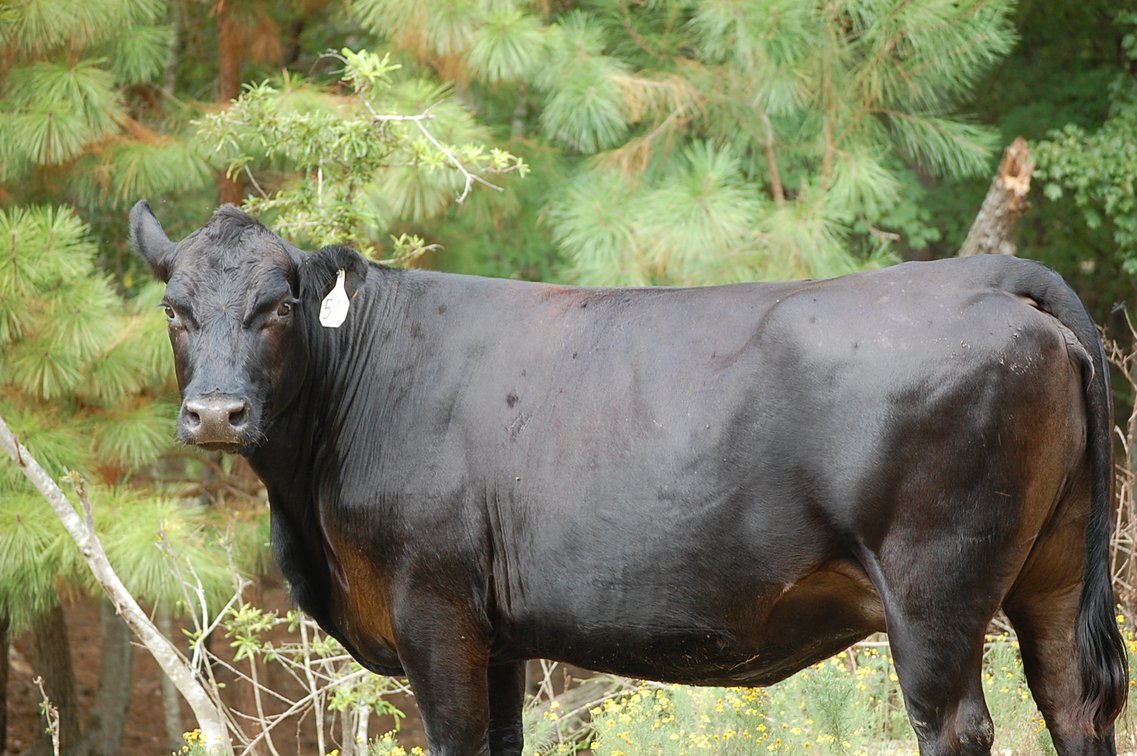 Image for CATTLE AUCTION - OCT. 28 -2023