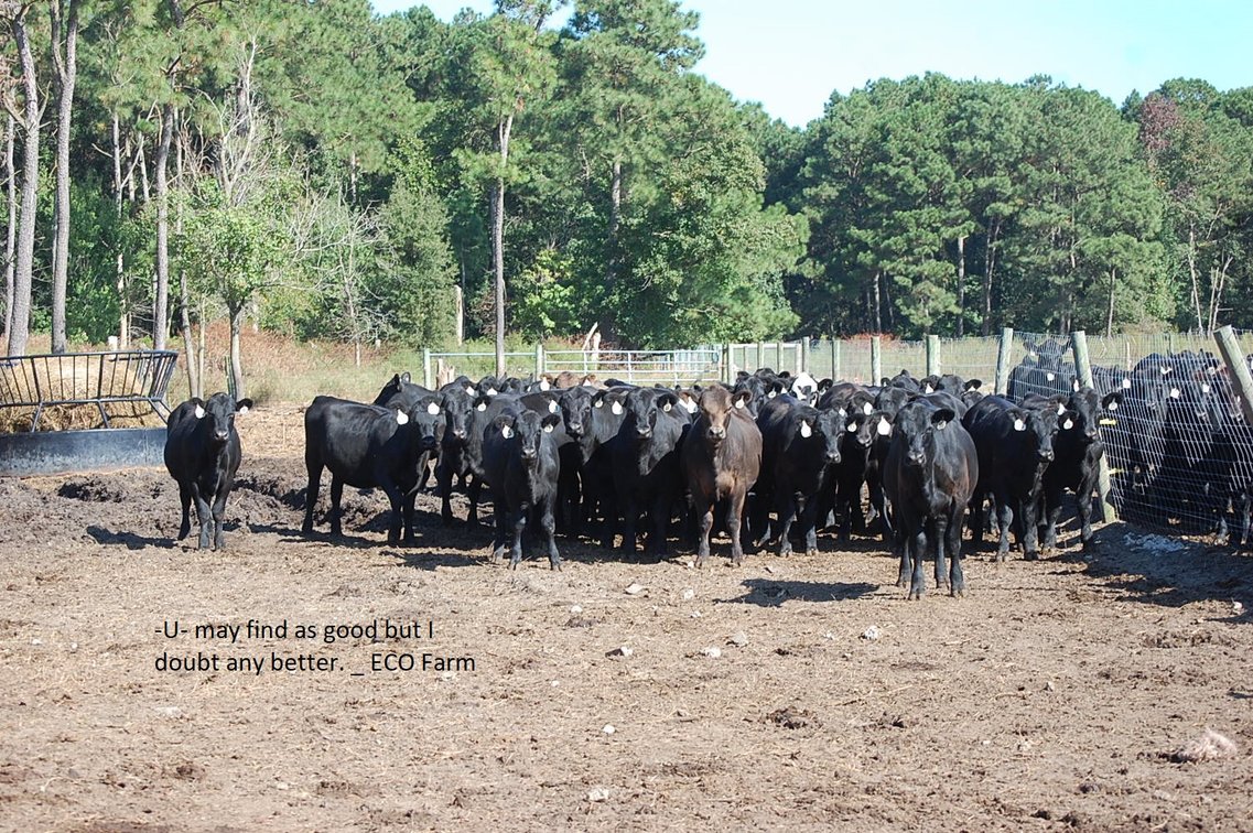 Image for CATTLE AUCTION - OCT. 28 -2023