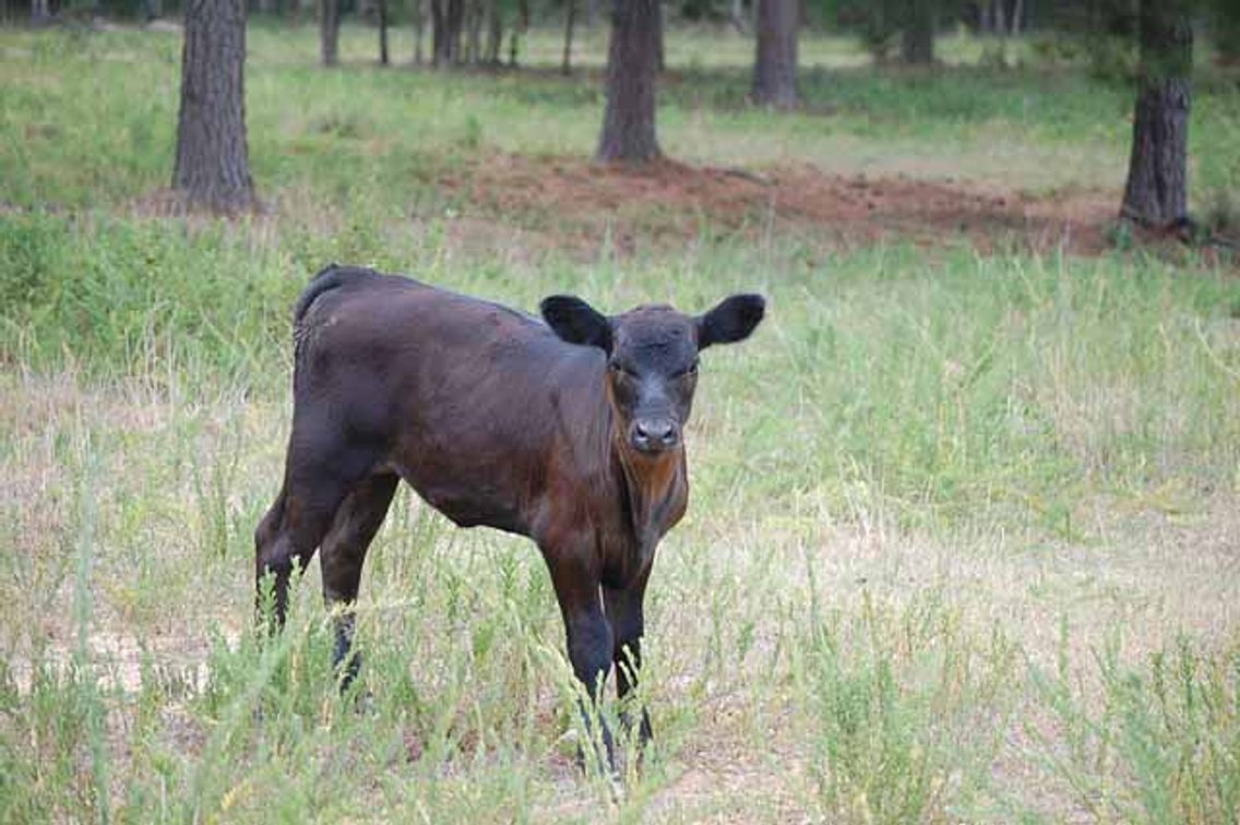 Image for CATTLE AUCTION - OCT. 28 -2023