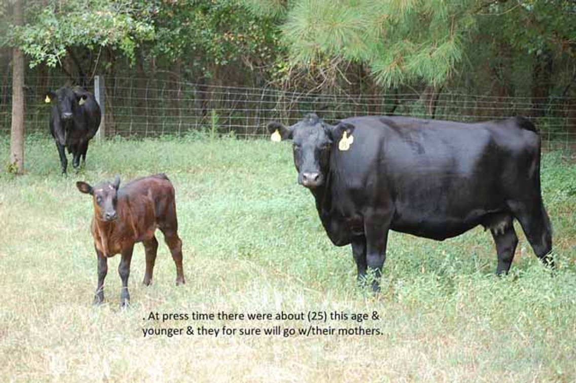 Image for CATTLE AUCTION - OCT. 28 -2023