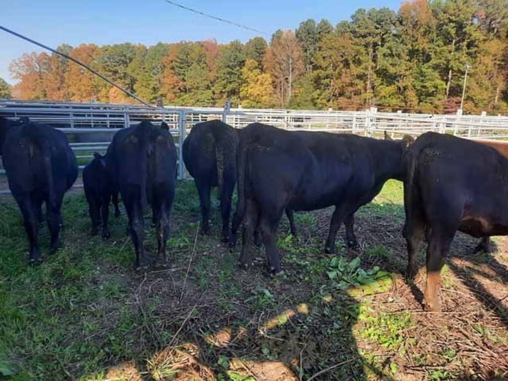 Image for 22nd Annual E. B. & Shane Harris Influence Commercial Female & Bull Sale
