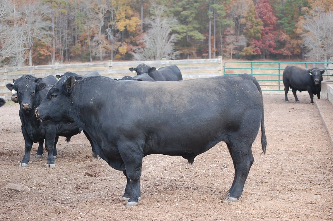 Image for Springfield Angus Bull Sale