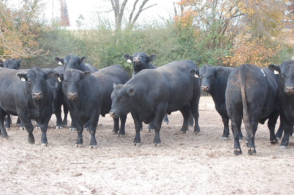 Image for Springfield Angus Bull Sale