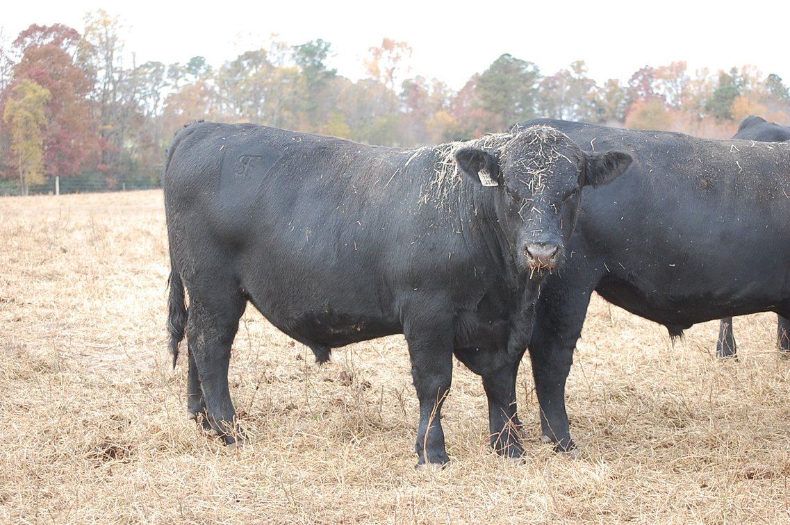 Image for Springfield Angus Bull Sale