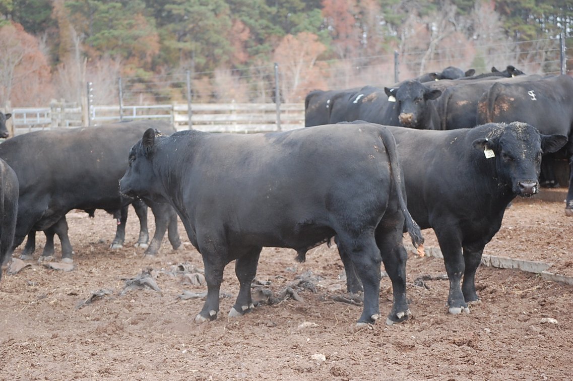 Image for Springfield Angus Bull Sale