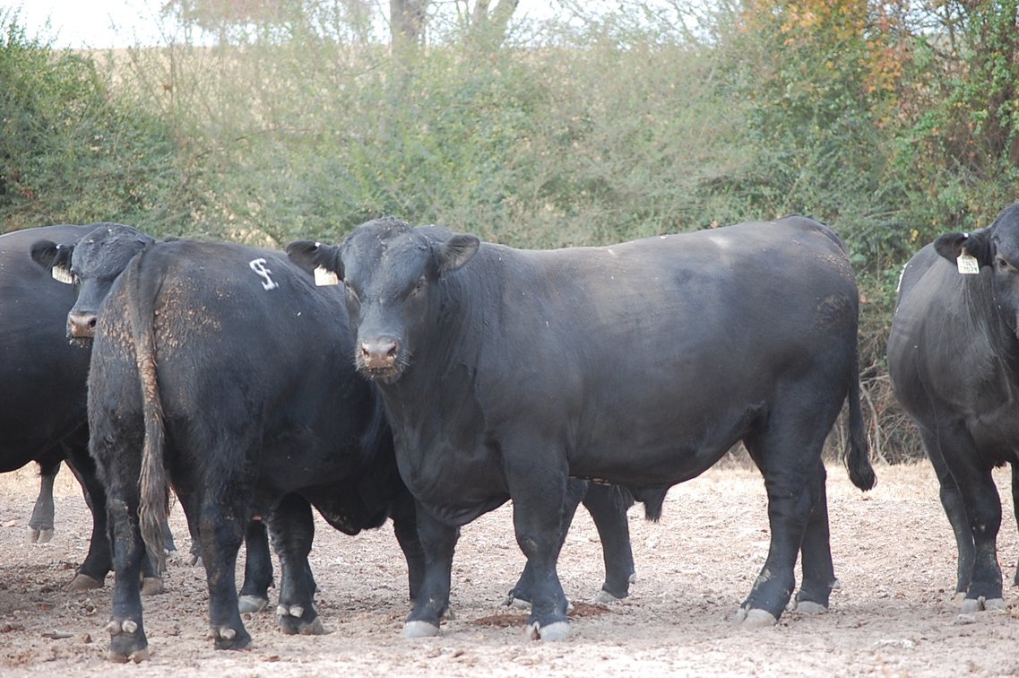 Image for Springfield Angus Bull Sale