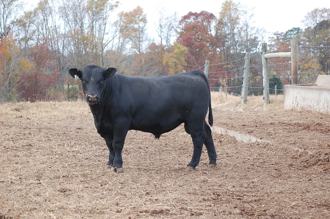 Image for Springfield Angus Bull Sale