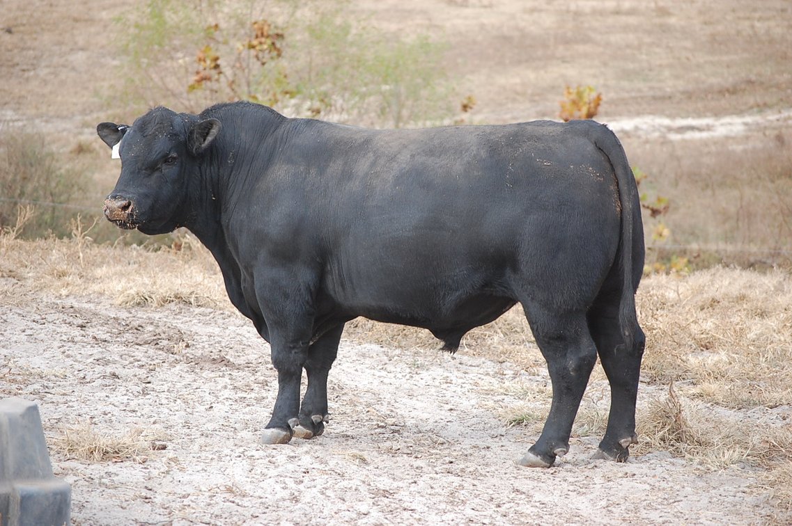 Image for Springfield Angus Bull Sale