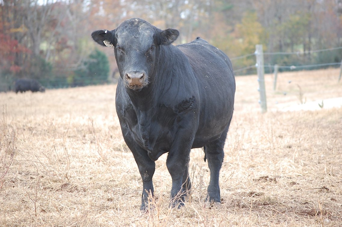 Image for Springfield Angus Bull Sale